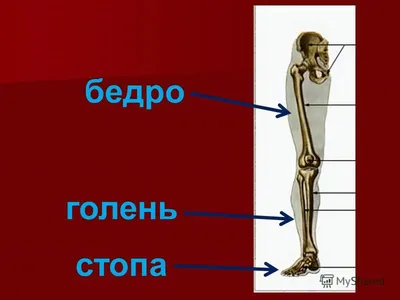 Анатомия в объективе: Изображения голени с выбором формата