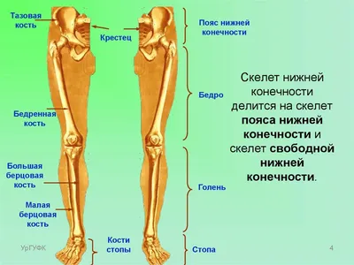 Фотография дня: Очарование голени человека в разных ракурсах