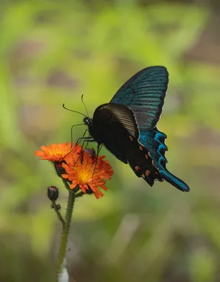 Удивительная красота на изображении Что за бабочка