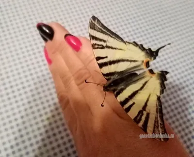 Фотография уникальной бабочки на странице Что за бабочка