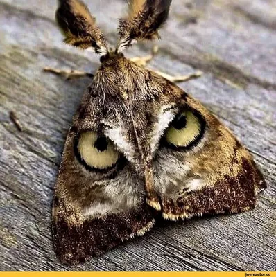 Фотография загадочной бабочки на странице Что за бабочка