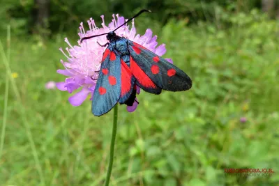 Привлекательная красота на фото Что за бабочка