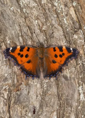 Фотография чуда природы на изображении Что за бабочка