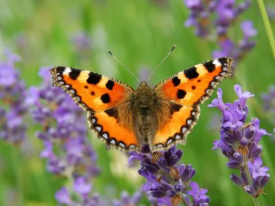 Прекрасное создание природы на фотографии Что за бабочка