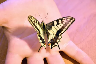 Впечатляющая бабочка на фотографии Что за бабочка