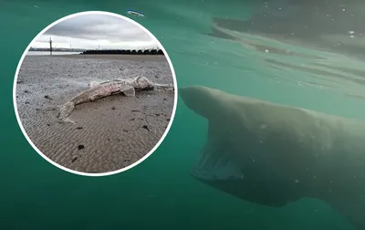 Чудовище в черном море на HD фото: скачать бесплатно