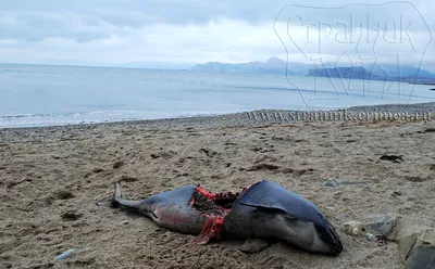 Чудовище в черном море на фото: бесплатно и в хорошем качестве