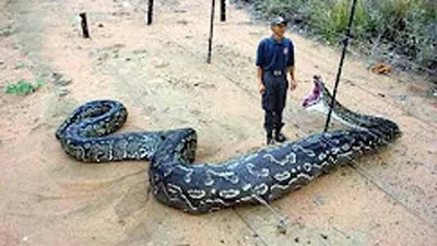 Уникальная встреча: чудовище в черном море поймано на фото