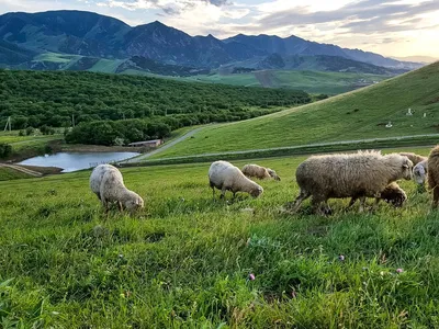 Откройте для себя красоту: фотографии природы Дагестанских гор.