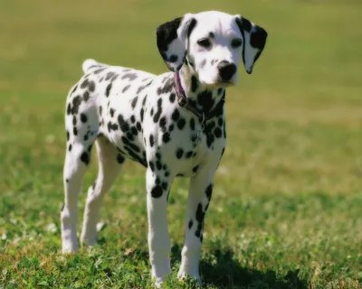 Далматин: красивые фото собаки в высоком разрешении