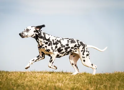 Изображения далматина во время игры: энергичные собаки