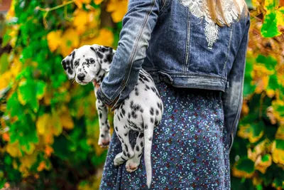 Фото далматина с хозяйкой: девушки и собаки