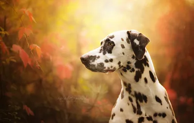 Картинки далматина на фоне заката: красивые цвета природы с собакой