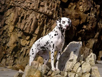 Собаки породы далматин на фоне города