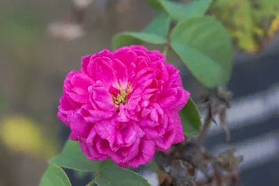Дамасская роза в высоком разрешении в формате jpg