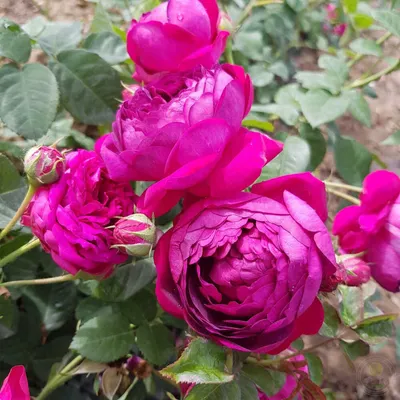 Изображение Дамасской розы для скачивания в png формате