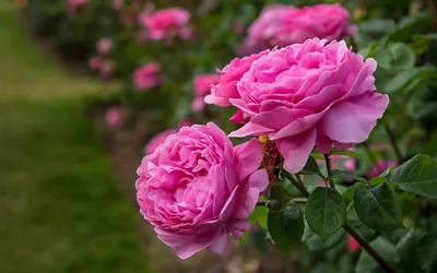 Удивительное изображение Дамасской розы для свободного использования