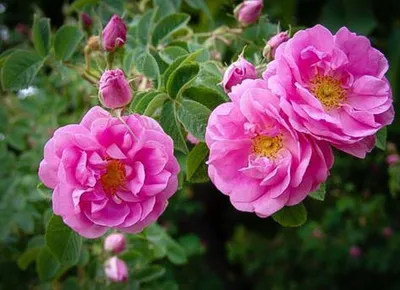 Изображение розы в формате jpg - Дамасская роза