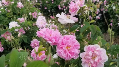 Фото одной из самых красивых роз - Дамасской розы