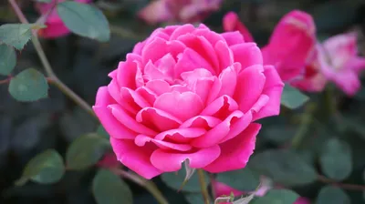 Картинка Дамасской розы для использования на вашем сайте