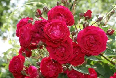 Красивое фото Дамасской розы для использования