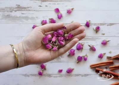 Фотография розы с нежными лепестками - Дамасская роза