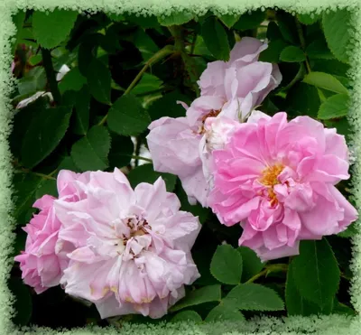 Красивая фотография Дамасской розы для дизайна