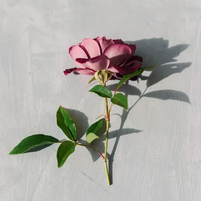 Фото розы с яркими оттенками - Дамасская роза