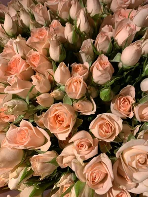 Красивое фото Дамасской розы, идеальное для презентаций