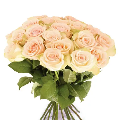 Изображение Дамасской розы для свободного использования