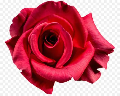 Фото розы с превосходной детализацией - Дамасская роза