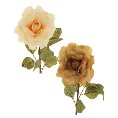 Фотография восхитительной Дамасской розы для дизайнеров