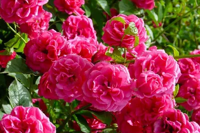 Фото прекрасной Дамасской розы для загрузки