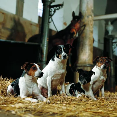 Фото датско-шведской фермерской собаки в студии