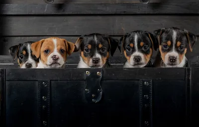 Собака породы датско-шведская фермерская с щенками на фото