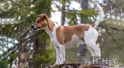 Картинки датско-шведской фермерской собаки для социальных сетей
