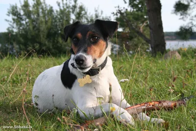 Собака породы датско-шведская фермерская на пляже