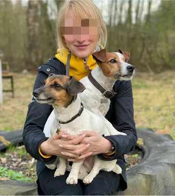 Датско-шведская фермерская собака на фото