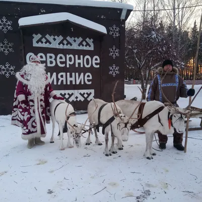 Изображение Деда Мороза на оленях, глядящего на звезды