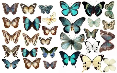 Декор бабочками  фото