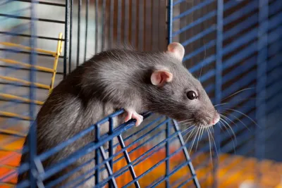 Фото крысы с возможностью выбора формата