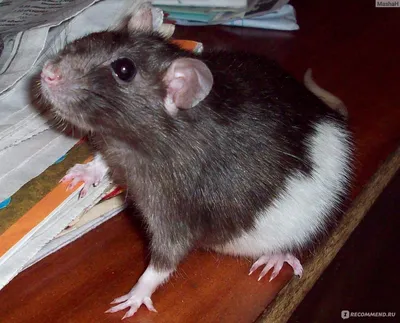Изображение декоративной крысы в формате JPG, PNG, WebP