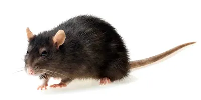Крыса на фотографии с выбором формата