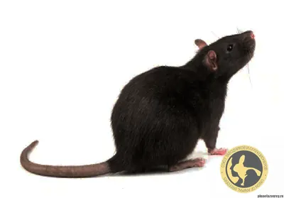 Фото крысы в формате для печати