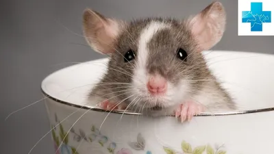 Уникальное фото декоративной крысы