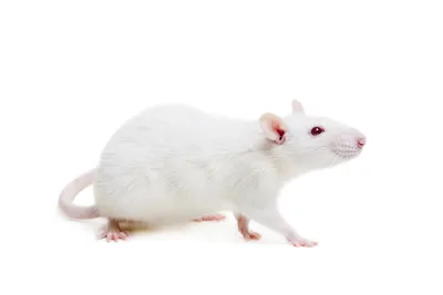 Фото крысы с возможностью выбора размера и формата