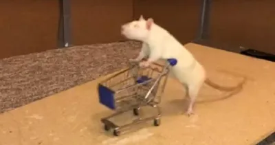 Фотография красивой крысы для использования на сайте