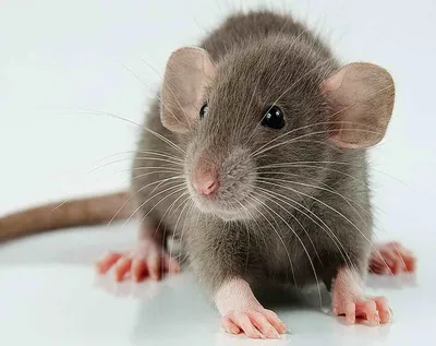 Крыса на фотографии с выбором размера и формата