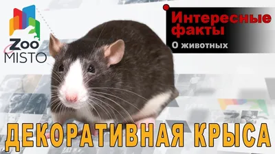 Изображение декоративной крысы для печати