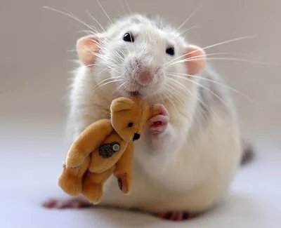 Фото декоративной крысы с поддержкой разных форматов